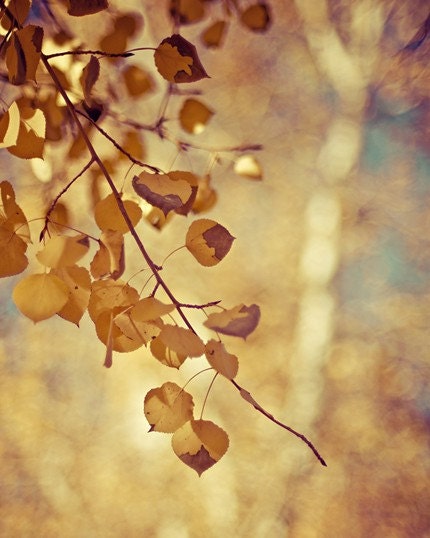 nature fall autumn aspen photograph / gold, golden, yellow, fall foliage / shimmer / 8x10 fine art photo - shannonpix