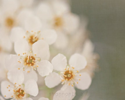 spring nature botanical flower photograph / white, yellow, mint green, blossom, bloom / baby white / 8x10 fine art photo