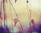 abstract autumn nature photograph / leaf, leaves / gold, golden, violet, jewel tones, amethyst, amber / autumn rainbow / 8x10