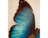blue butterfly nature photograph / wing, azure, nature, insect / cerulean / 8x10 fine art photo