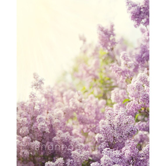 lilac spring botanical photograph / purple, lavender, sunshine, nature, feminine, flower / smells like spring / 8x10 fine art photo - shannonpix