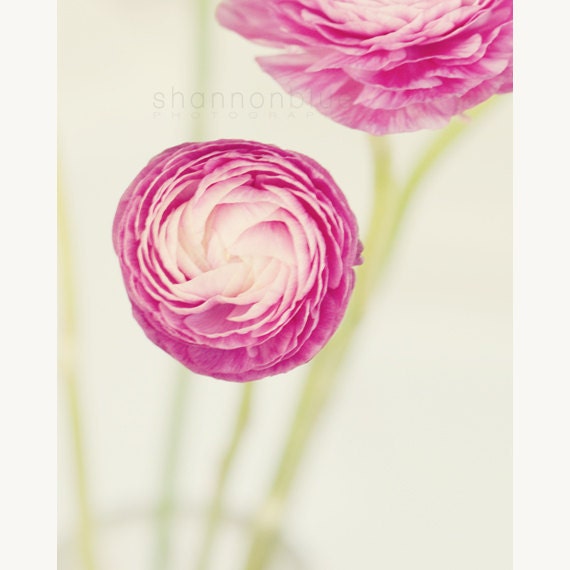botanical ranunculus photograph / flower, nature, soft pink, lime green, spring, minimalist / sitting pretty / 8x10 fine art photo