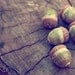 acorn nature photograph / autumn, fall, woodland, rustic, earth tones, forest green, brown, wood, wooden, still life / acorns / 8x10