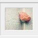 book love rose photograph / flower, text, print, rose, pink, peach, apricot, valentine, still life / lovesickness / 8x10 fine art photo