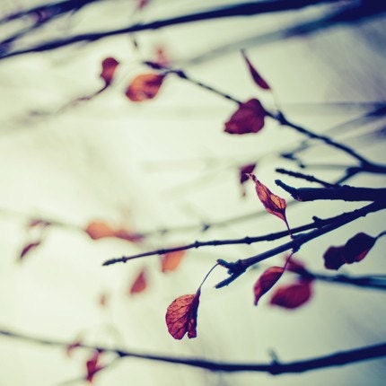 autumn winter nature photograph / fall foliage, moody, rust / remnants / 8x8 fine art photo on pearl paper
