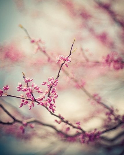 zen pink blossom spring nature photograph / bloom, flower, redbud, robins egg blue / a pink day / 8x10 fine art photo