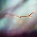 spring rain photograph / water, droplet, blue, purple, green, jewel tones / waiting to fall / 8x10 fine art photo