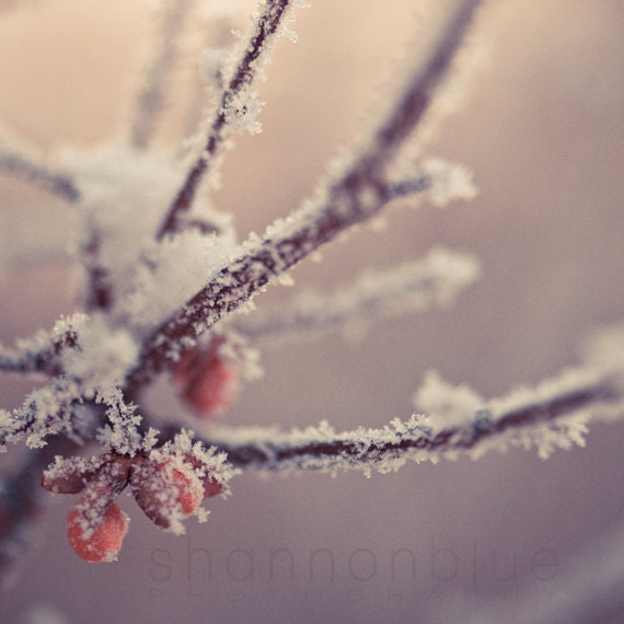 winter nature photograph / christmas decor, holiday decor, frost, red berries, tree, snow, cold, frosty, berry / brrr / 8x8 fine art photo