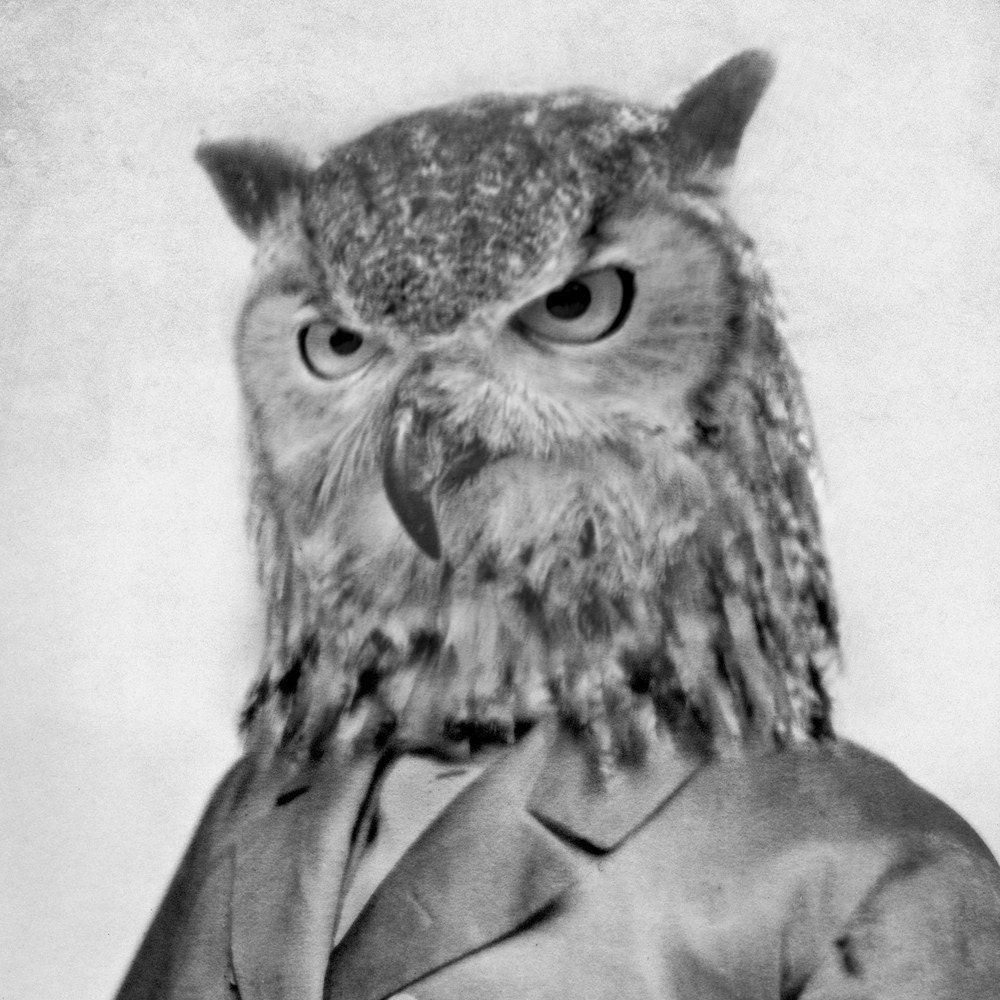5x7 Franz Owlman - Owl Photographic Art Print