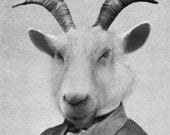 5x7 Elihu Goatsman - Goat Photographic Art Print