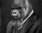 8x10 Mario Gorillini - Gorilla Photographic Art Print
