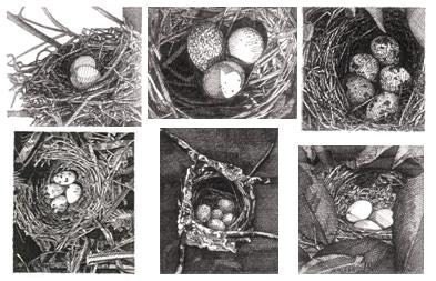 Pen- and-Ink Drawing Reproduction Glass Birds Nests Magnets