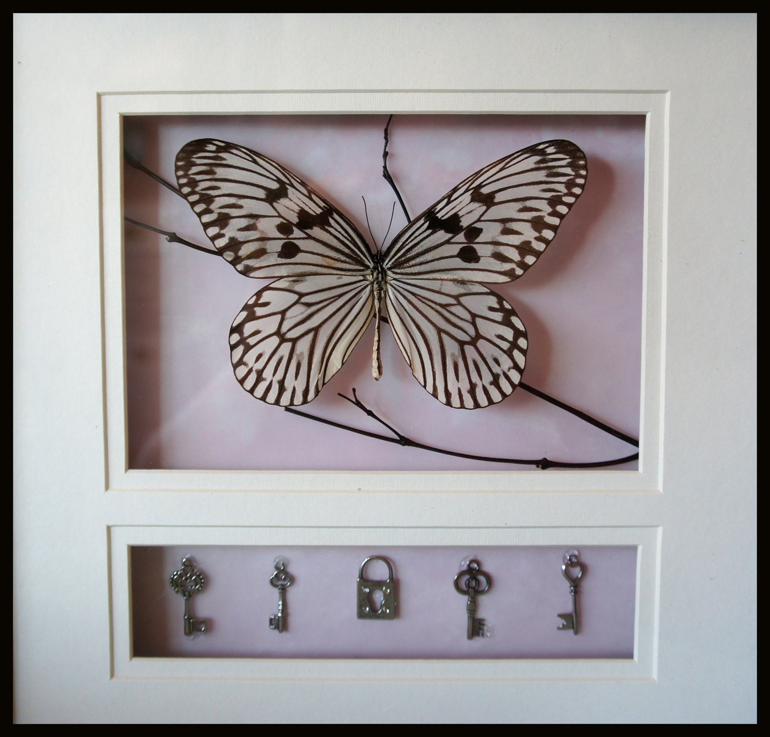Idea Leuconoe Box