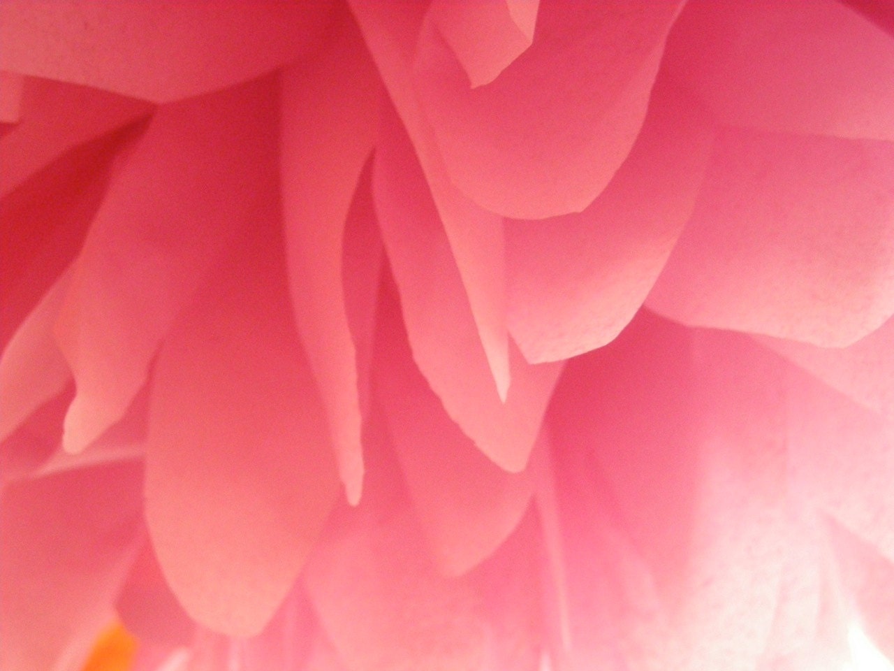 Guava ... 1 tissue paper pom // wedding decorations // bridal shower // birthday party // nursery decoration Il_170x135