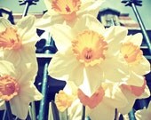 Alexander's Daffodils - 8x8 Fine Art Photography Print