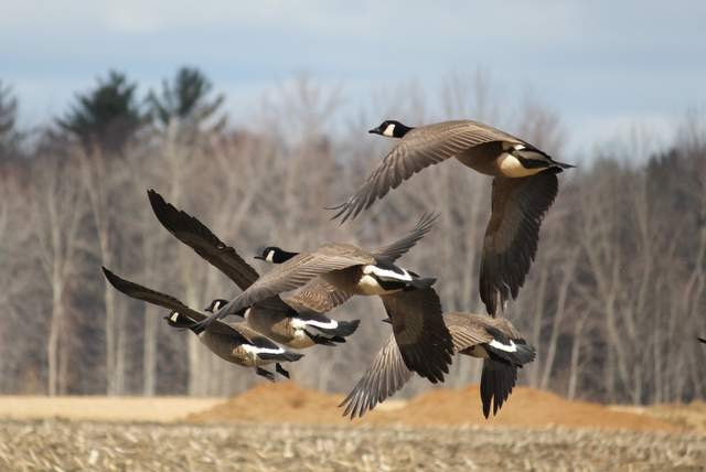 Spring migration Of Canada Geese, Geese in flight, 5x7  fine art print - artyecological