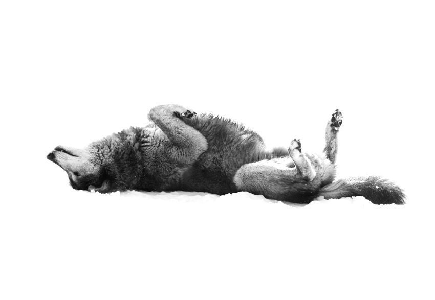 Wolf Photo - Grey Wolf Laying on Back - 8x10 Black and White Wild Animal Nature Photo Print - Wolf Art Minimal White Background - StephsShoes