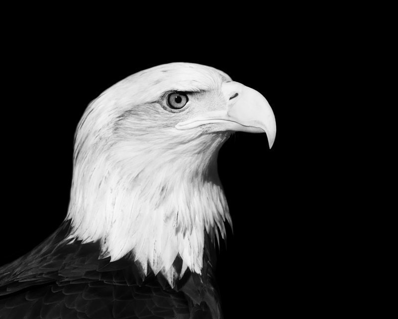 Bald Eagle Portrait Photo - "Cerena" - 8x10 Black and White Bird Nature Minimalist Photo Fine Art Print