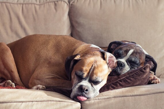 Boxer Dogs Sleeping On Couch Photo 8x10 Animal Dog By Stephsshoes