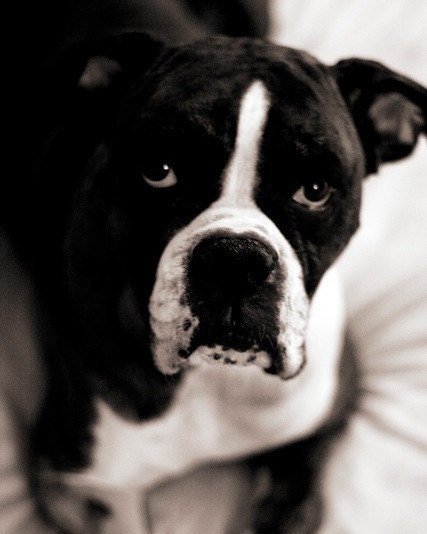 Sweet Boxer Dog Eyes - 8x10 Black and White Photo Print - Animal Dog Sincere Kind Gentle Mono Soft
