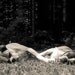 Two Boxer Dogs Snoozing - 8x10 Black and White Photo Print