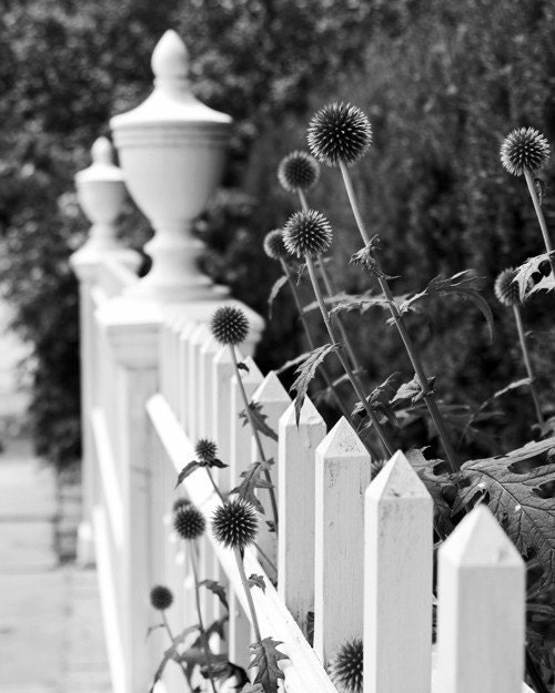 White Picket Fence with Summer Flowers - 8x10 Black and White Photography Print - Charming Garden Path Art  Home Decor