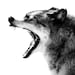 Intense Gray Wolf Portrait Photo - 8x10 Black and White Wild Animal Nature Photo Print - Wolf Art Minimal - Gift for him or her