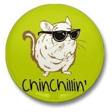 Chubby Chinchilla
