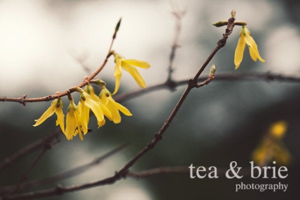 Forsythia I 8 x 12 Digital Print