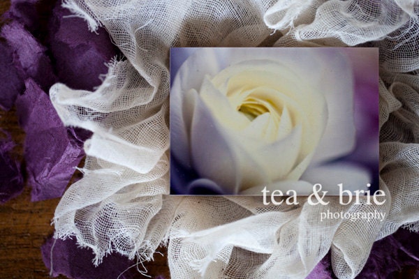Ranunculus 2.5 x 3.5 Digital Print Mounted on Bamboo Eco Mount As to Drew Barrymore