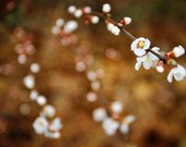 Spring Blossoms 8x12 Digital Print