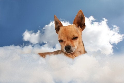 Pet Mediumship Reading delivered as a word document through e-mail as a pdf