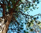 8x10 Metallic Just Breath print Pine Tree in the Mountains