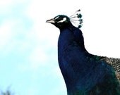 8x10 Metallic Royal Watch Peacock photographic signed print