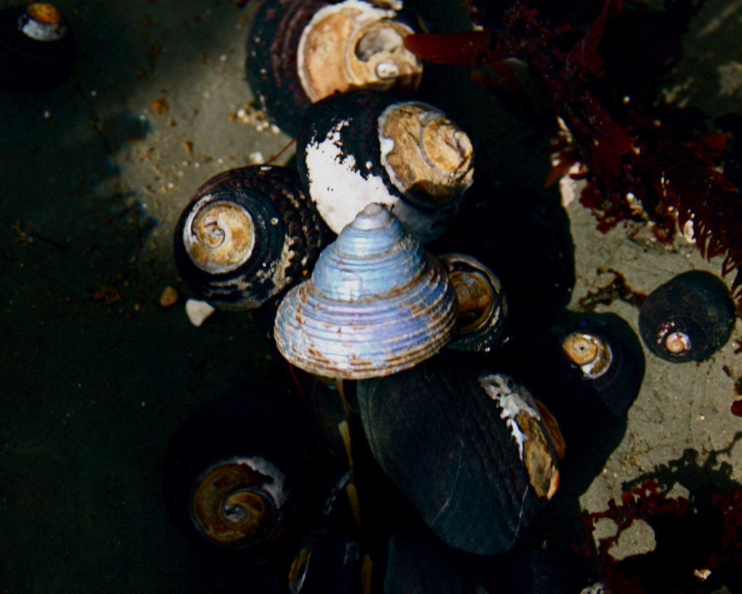 8x10 Matte Blue Shell signed print hermit shell in the tidal pool