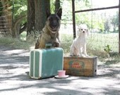 Traveling Dogs with Vintage Suitcase, Crate and Teacup Poodle and Malinois 8x10 Matte Traveling Tea I  print signed Dogs Suitcase and Teacup