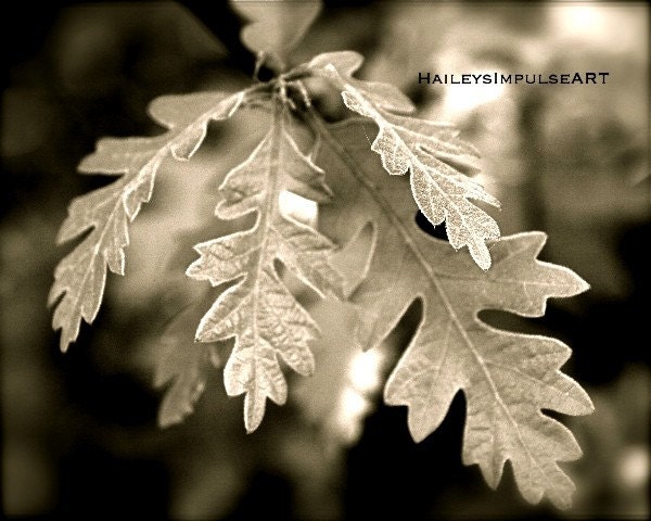Silver Leaves Woodland Oak Leaf picture print signed, black and white