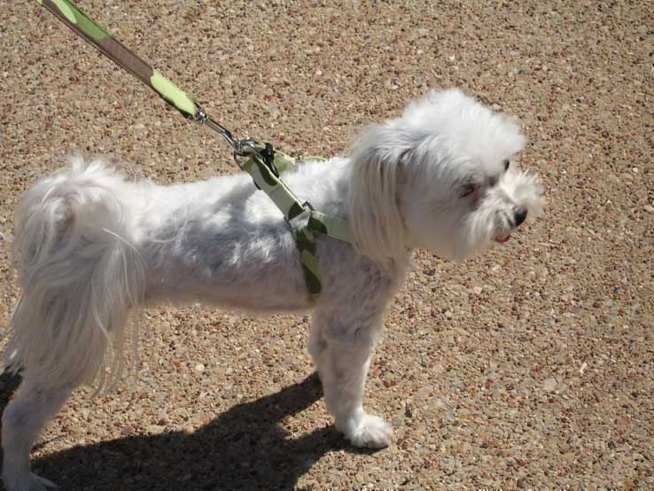 Step-In Dog Harness Tutorial Instructional EBook, How to with BONUS