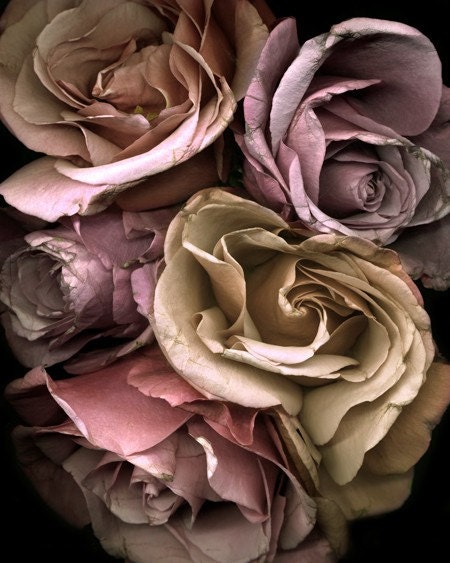 Floral photography.  Fragancia Roses II 8x10 Print.  Shades of lavender and gold roses, flower photography, rich color.