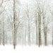A Blustery Day Art Print 8x10.  Crisp white snow with a hint of cyan during a blustery snowy day in Michigan.  Landscape photography.