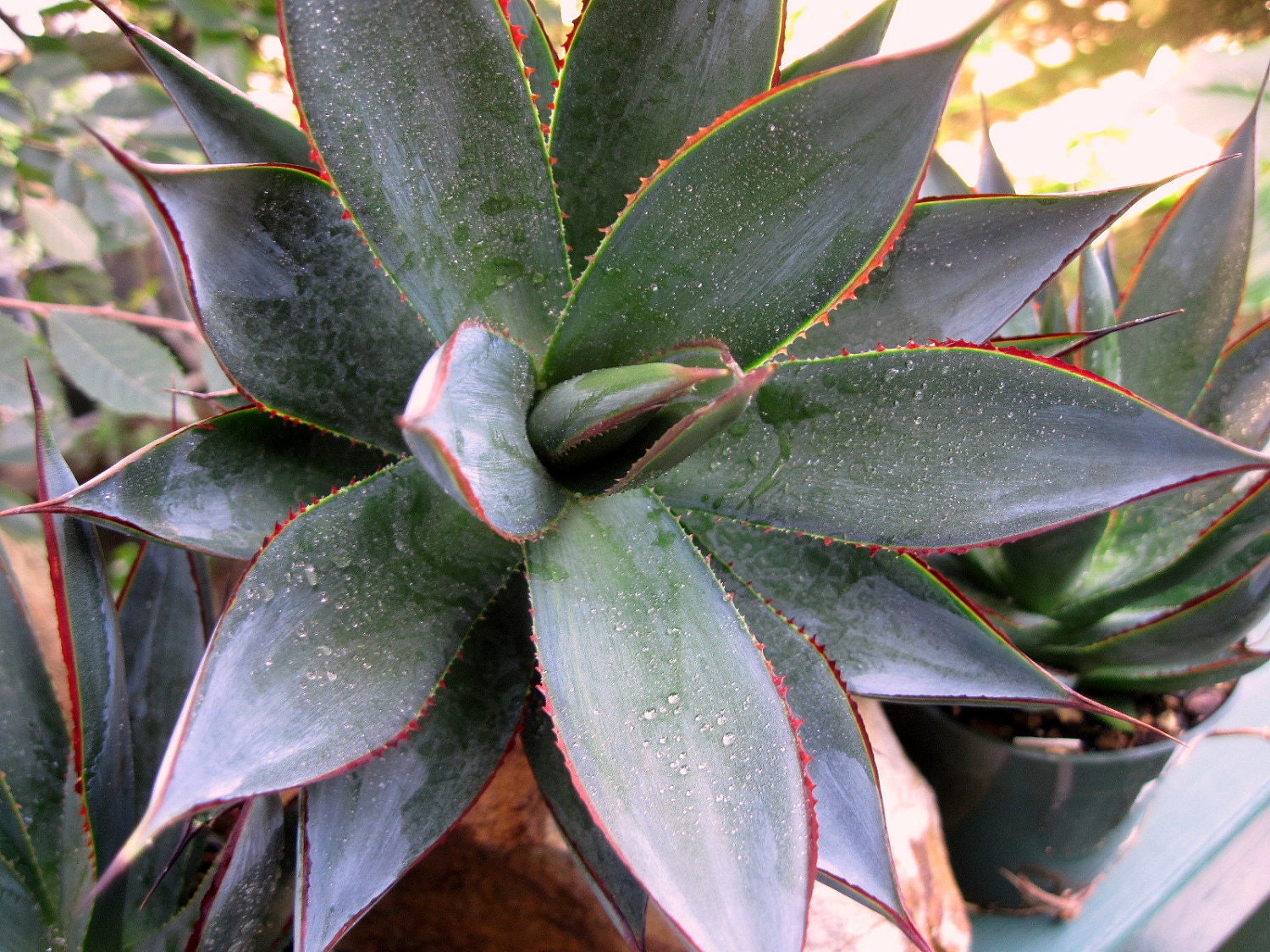 Agave 'Blue Glow'-               BLUE GLOW  Hybrid Agave