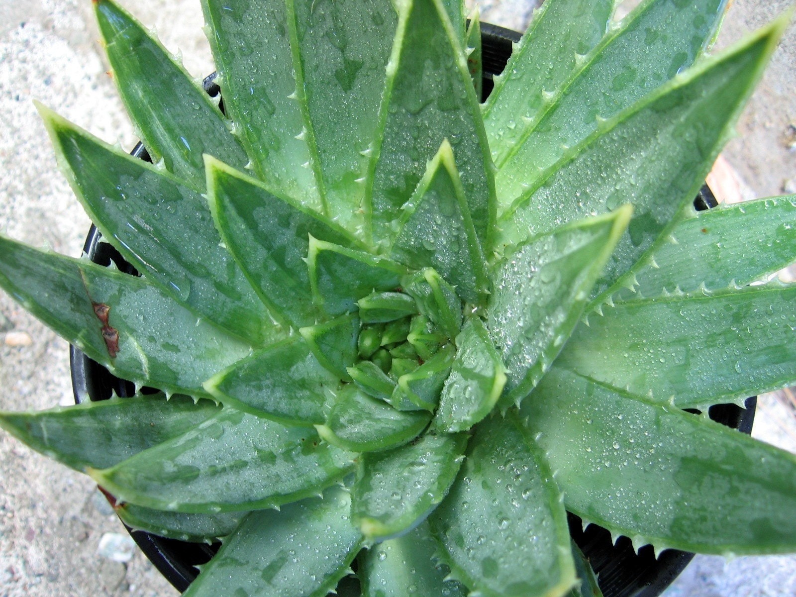 Aloe polyphylla-                 SPIRAL ALOE