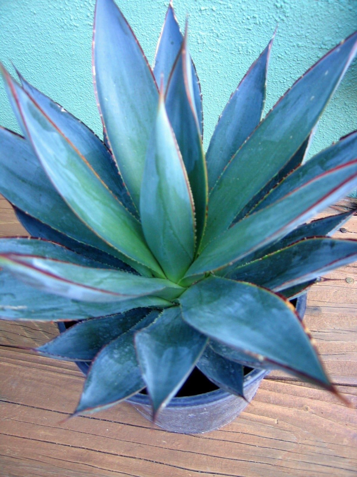 Agave Blue