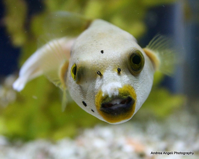 I present the Dog Faced Puffer, the cutest fish I ever did see. r/aww
