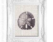 SAND DOLLAR art on book page art print on dictionary page 8x10 marine sea life beach cottage decor