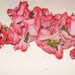 Vintage Millinery Flowers White HOT PINK Poppy Fascinator Hat Trim 1940-1950