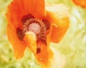 poppy  - 5 x 5 polaroid photograph
