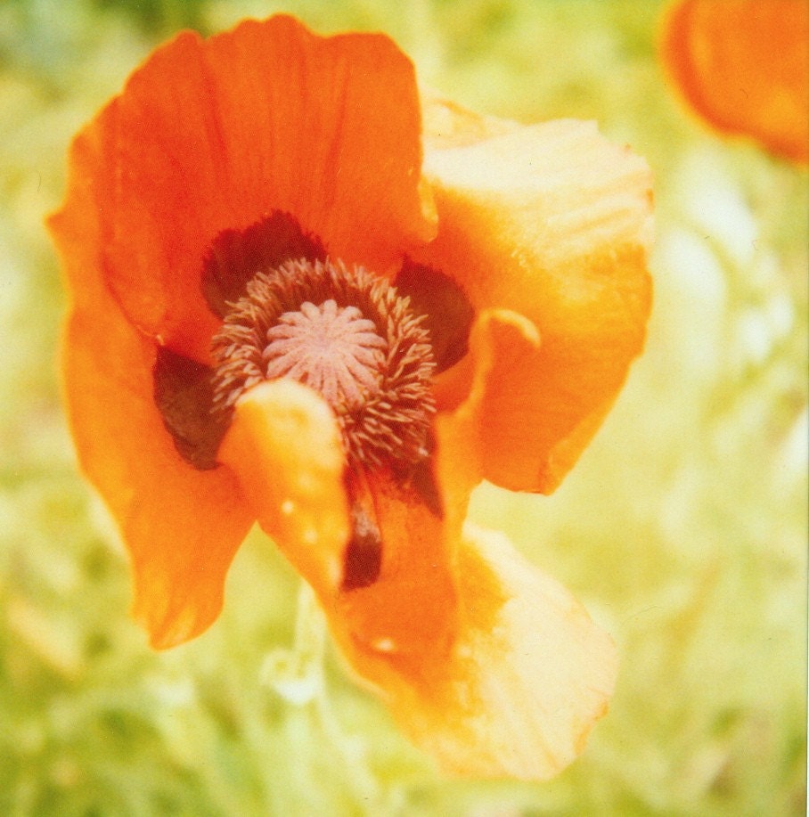 poppy  - 5 x 5 polaroid photograph