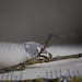 Pyramid quartz crystal on antique brass ring