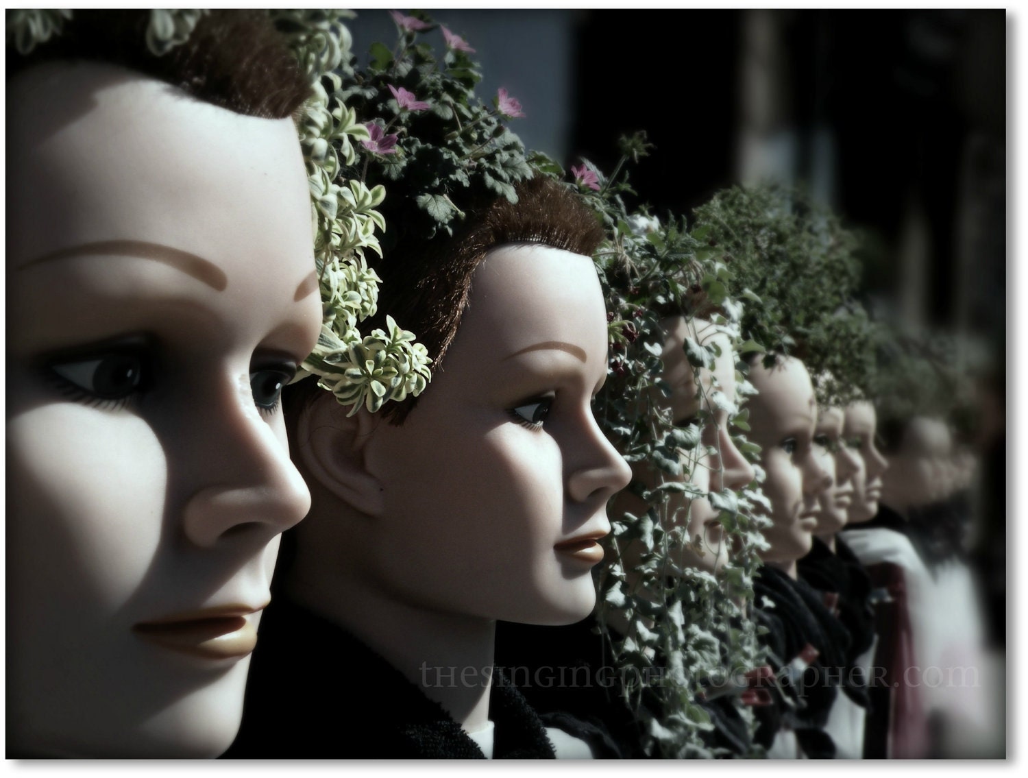 Transplants - 8x10 Fine Art Photo Print